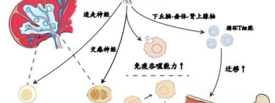 经络疾病新研究揭示疾病与生活方式的联系