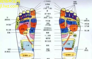 经络教育与内分泌调节：健康之道的探索