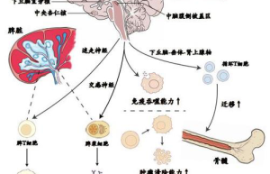 经络疾病新研究揭示疾病与生活方式的联系