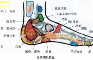 经络新探：揭秘经络与现代医学的交汇点