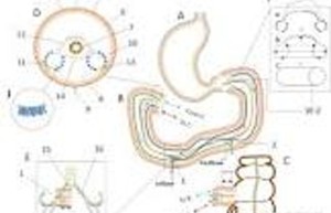 探索经络奥秘：古代医学与现代科学的交汇点